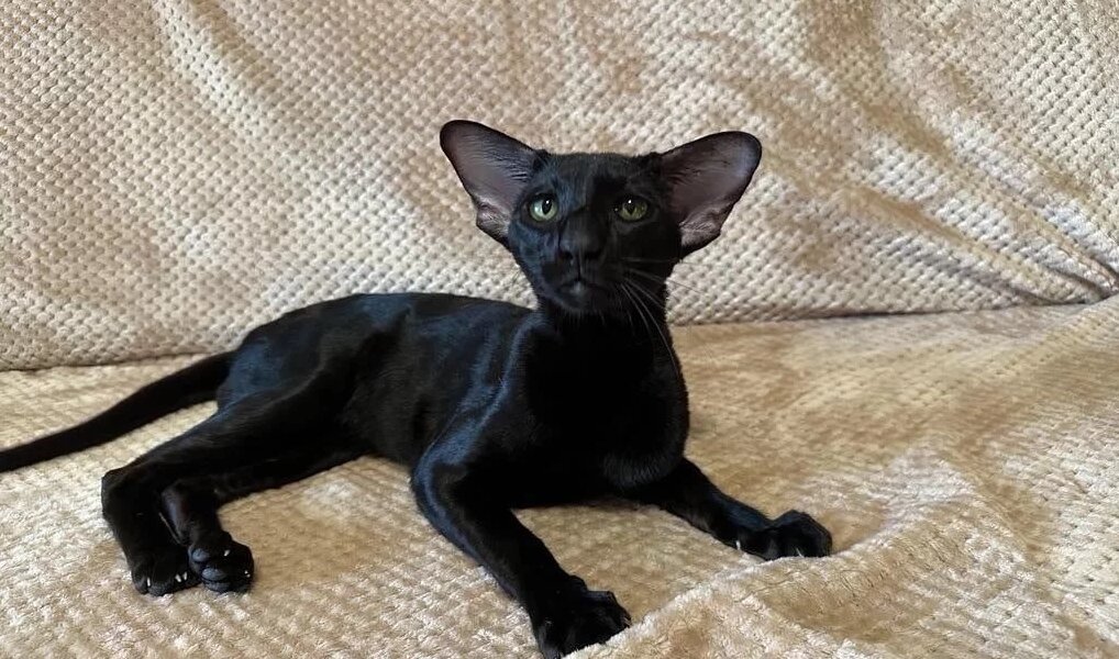 Топ-5 необычных кошек, которые продают в Перми