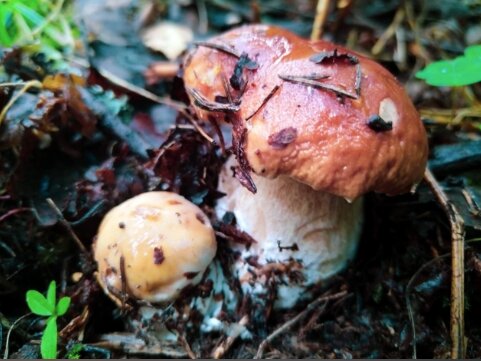 В Прикамье запустили цех по обработке замороженных грибов