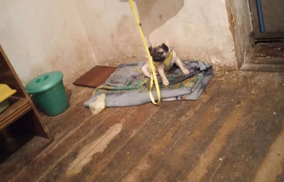 Пермский ветеринар спас мопса, который 4 месяца жил в антисанитарии