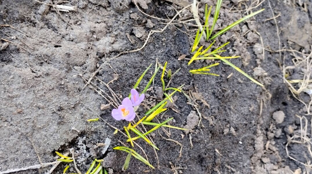 На севере Прикамья внезапно в конце марта зацвели крокусы