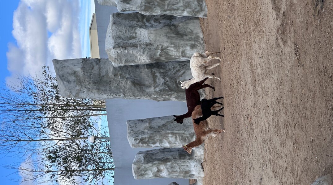 В пермском зоопарке альпаке по кличке Клякса исполнился месяц