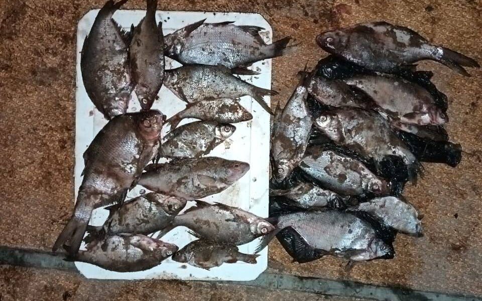 Пермяку может грозить два года тюрьмы за пойманную в Каме рыбу