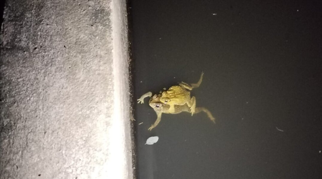 В Перми объявили сбор денег на спасение серых жаб