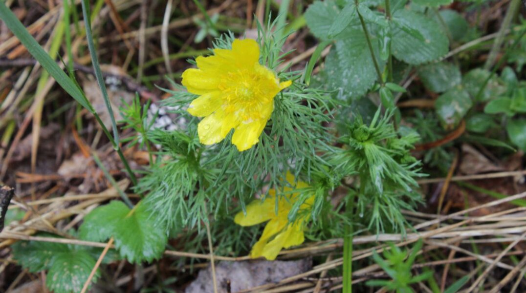 Пермские ученые попробуют искусственно воспроизвести краснокнижные растения