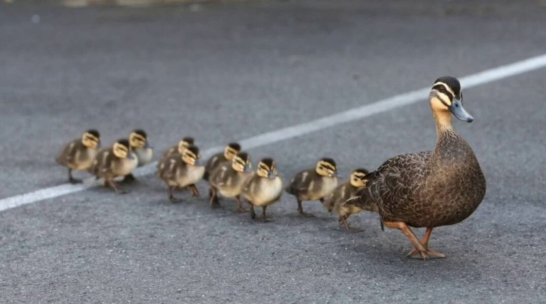В Перми около парка гуляет семейство уток
