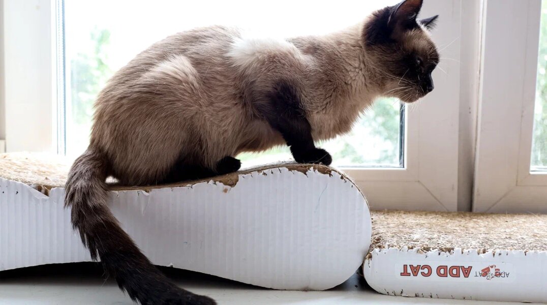 Краснокамская фабрика игрушек выпустила на рынок линейку продуктов для домашних животных