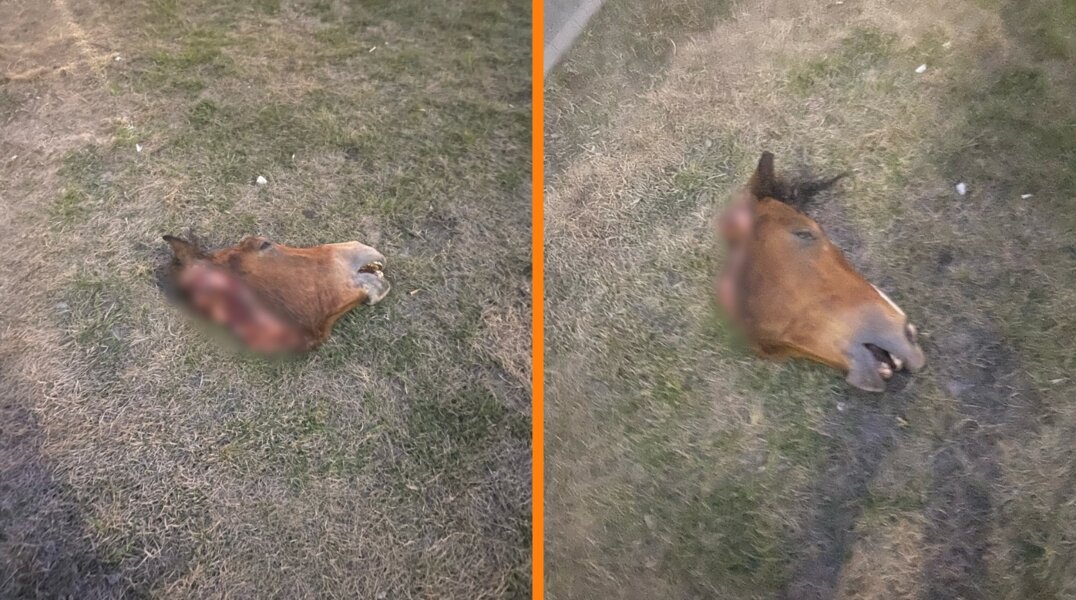 В Новосибирске жители элитного ЖК нашли отрубленную голову коня