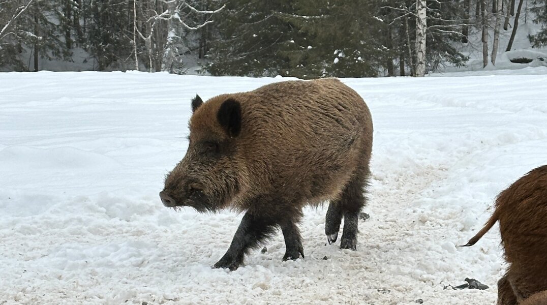 Браконьер из Очера ответит за незаконную охоту в природном заказнике