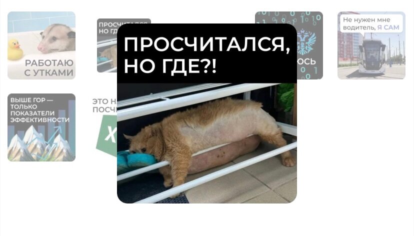 Пермский кот Крошик оказался в стикерпаке Минэкономразвития РФ