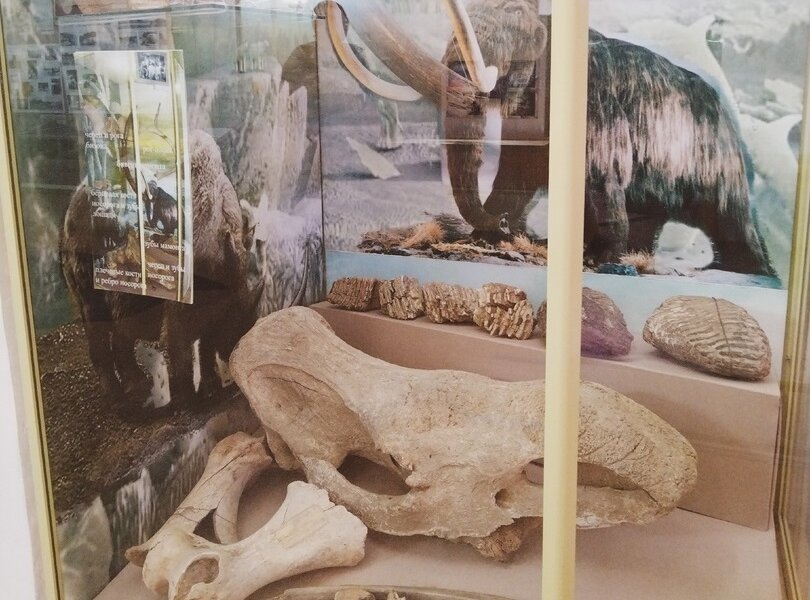 В Перми воссоздадут копию скелета трогантериевого слона