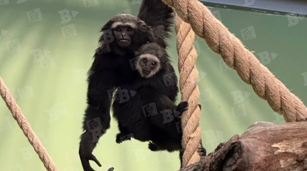 Коллекция Пермского зоопарка пополнится новыми видами животных