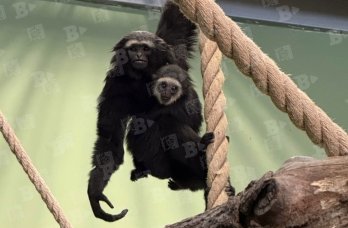 Коллекция Пермского зоопарка пополнится новыми видами животных