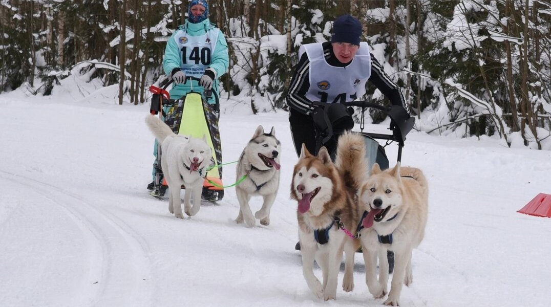 В Прикамье пройдёт гонка с собаками