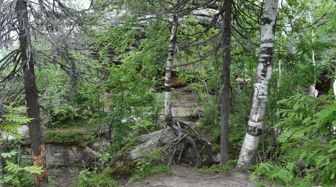 Леса Пермского края полностью охватят видеонаблюдением к 2027 году