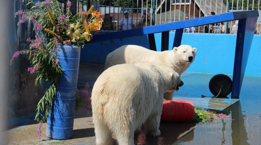 Пермский зоопарк опубликовал программу празднования Дня города