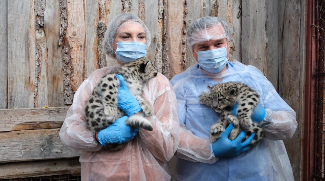 Барсят в пермском зоопарке спустя 3 месяца после рождения назвали Кунгур и Юнгур. Фото