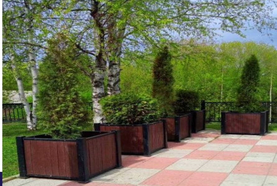 В Перми на улицах начали расставлять деревья в кадках