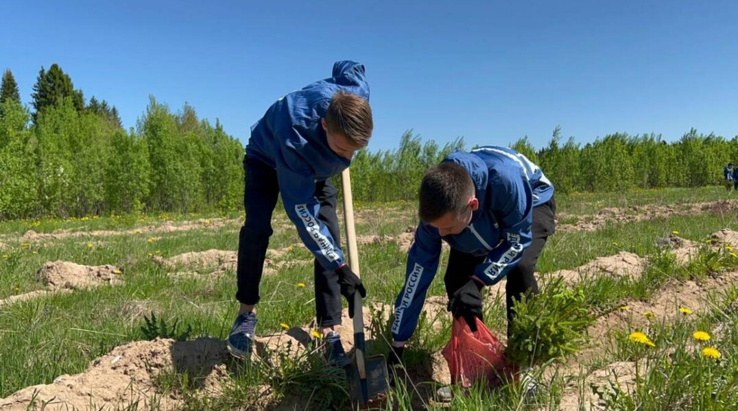 В Перми в октябре высадят липы, яблони и клены на 4 млн рублей
