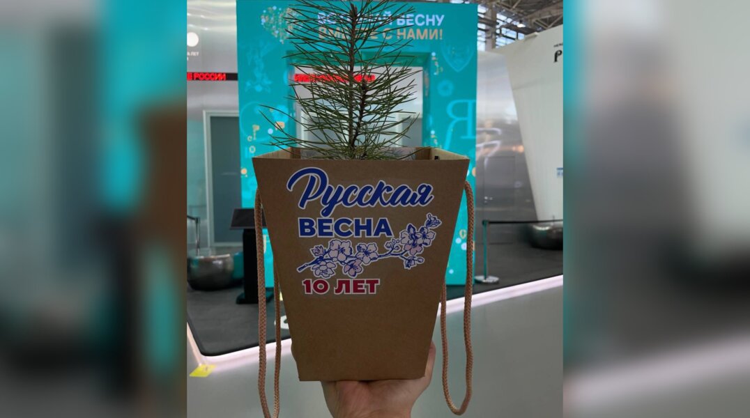 В Пермском крае высадят саженец Крымской сосны