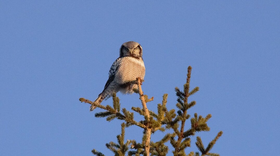 В Перми могут появиться новые виды птиц
