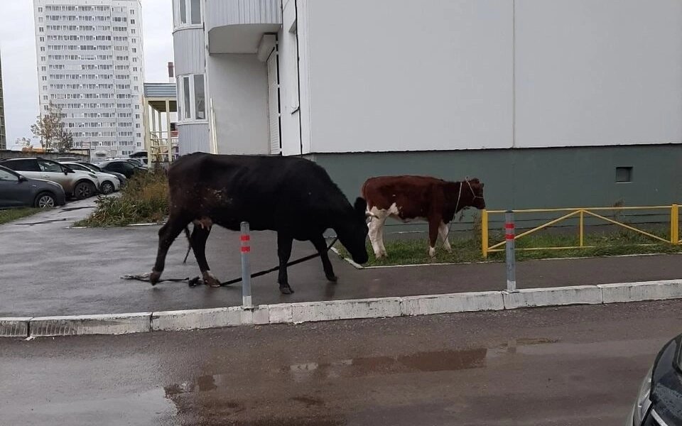 Пермский ЖК атаковали коровы и овцы