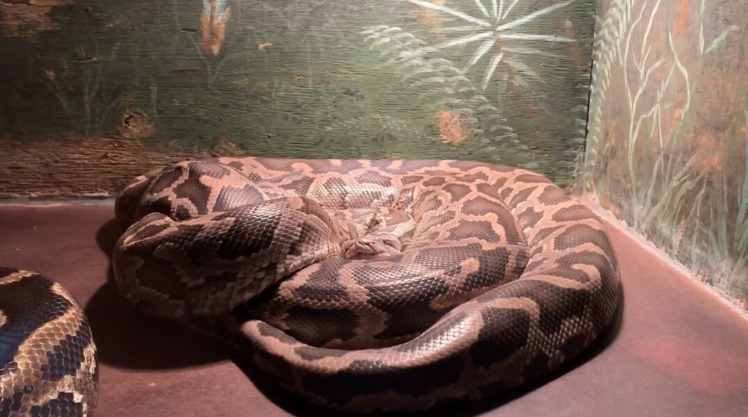 В Пермском зоопарке появился ещё один питон