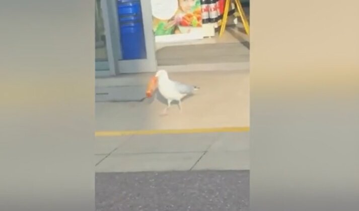 В Прикамье из-за мертвой чайки в округе ввели карантин