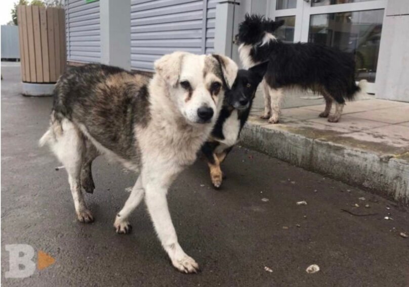 Пермяков с собаками приглашают на площадки для выгула животных в городских лесах