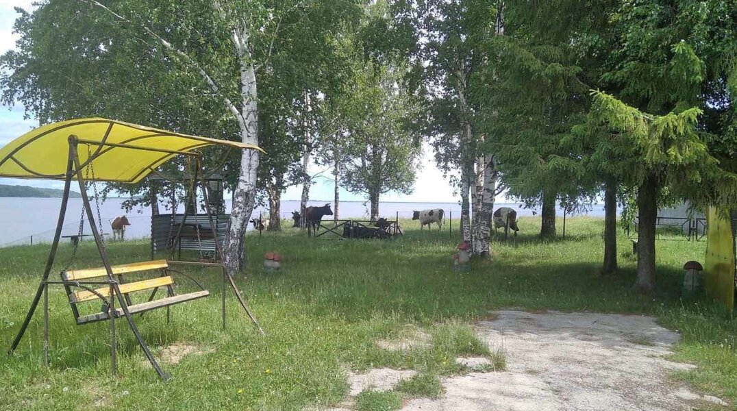В Пермском крае стадо коров не дает рабочим строить набережную