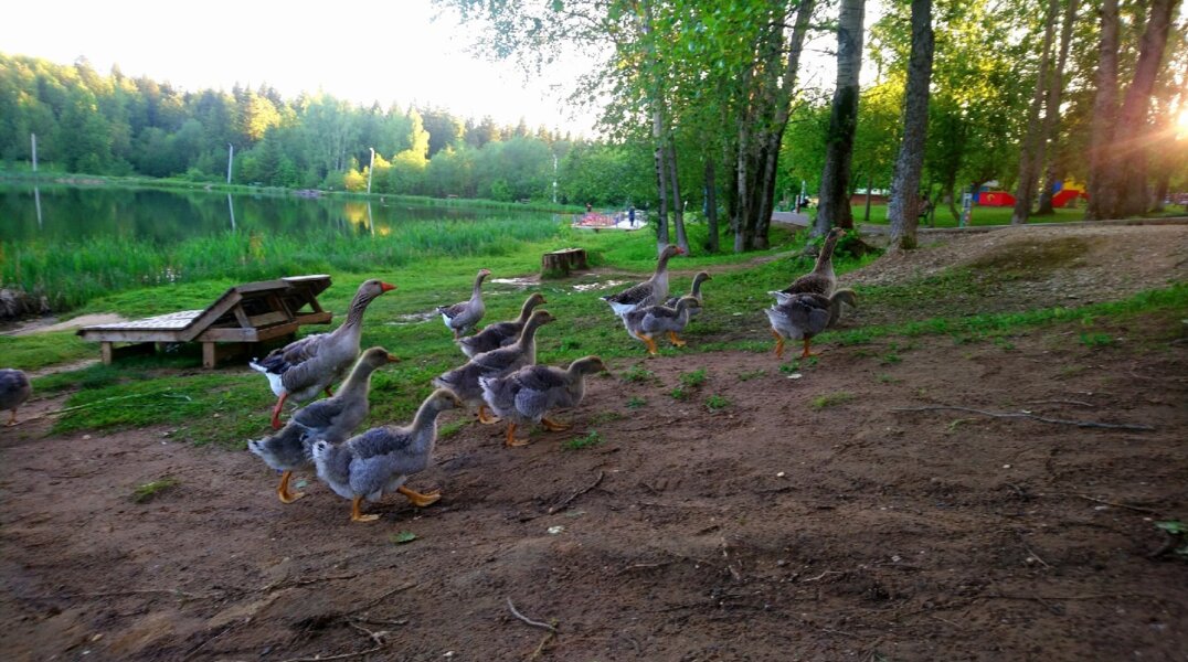 Из парка в Пермском крае убрали гусей, которые пачкали дорожки и пугали детей