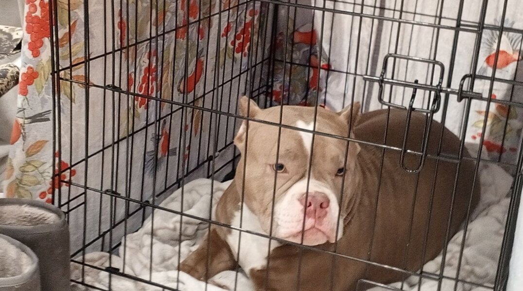 В Перми на женщину напала собака бойцовской породы