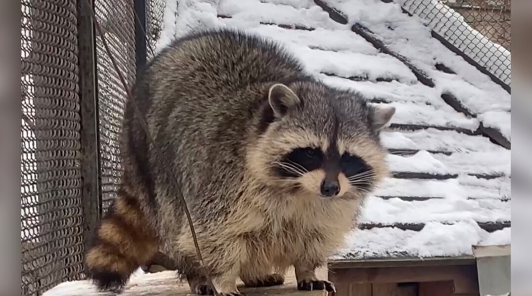 Еноты из Пермского зоопарка предсказали раннюю весну