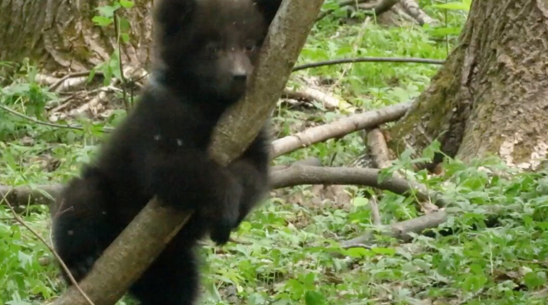 В кампусе Пермского политеха заметили медвежонка