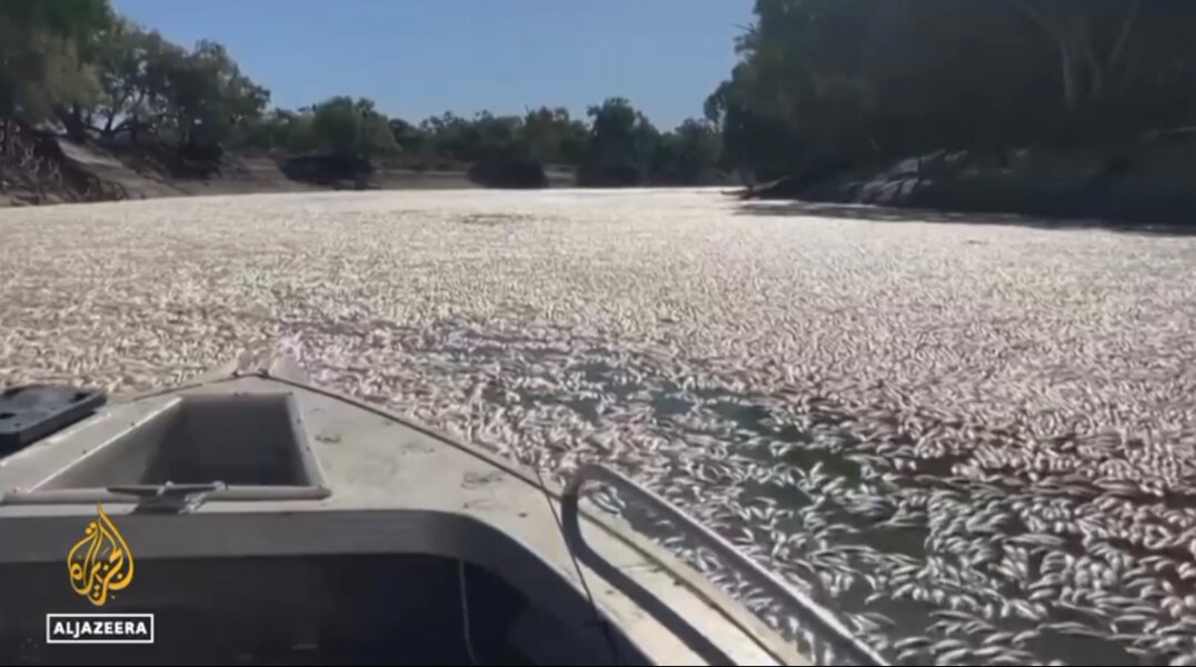 В Австралии миллионы мертвых рыб всплыли на поверхность воды