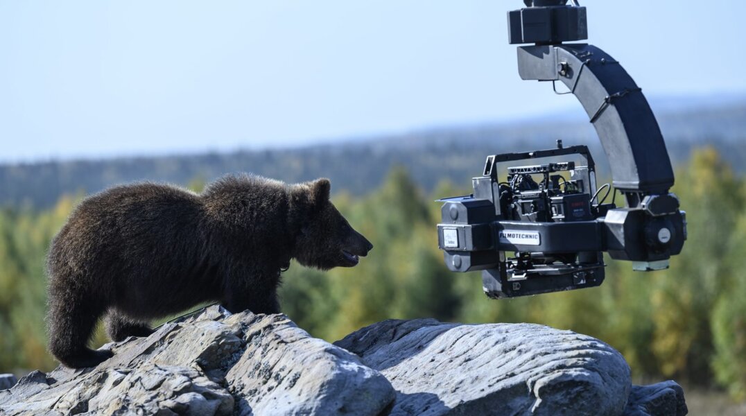 В конце марта на экраны выйдет фильм о дружбе овчарки и медведя, снятый в Прикамье