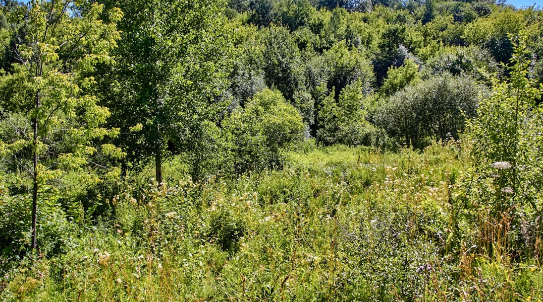В Перми выбрали подрядчика для разработки проекта по благоустройству долин Егошихи и Данилихи