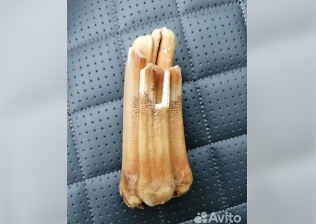 Пермяк обменяет зуб древней лошади на Mercedes-Benz