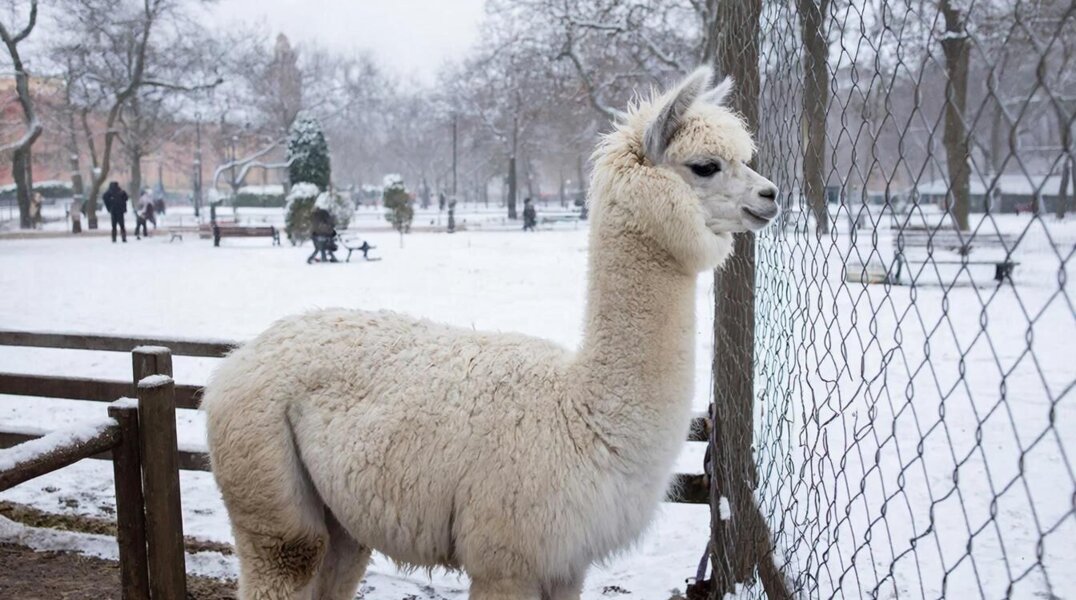 В Пермском зоопарке отменили прогулку с альпаками из-за морозов