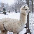 В Пермском зоопарке отменили прогулку с альпаками из-за морозов