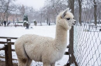 В Пермском зоопарке отменили прогулку с альпаками из-за морозов