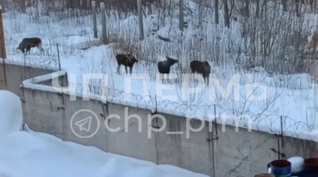 В Мотовилихинском районе Перми было замечено стадо лосей