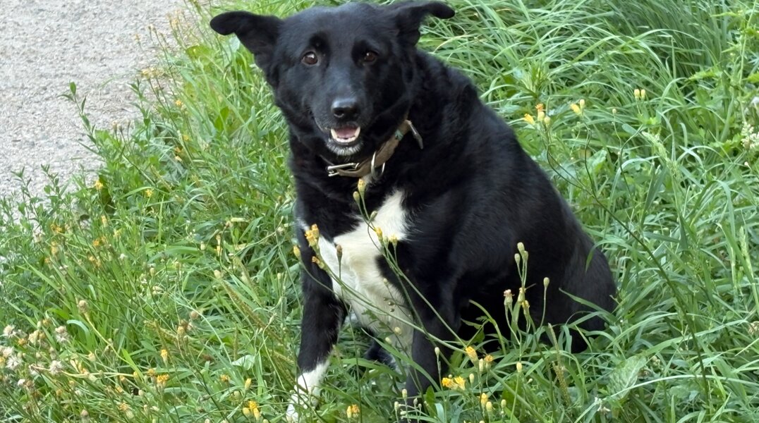 За лето на дорогах Прикамья пострадало более 100 животных