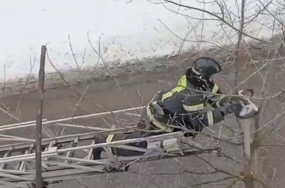 В Березниках спасенная с дерева кошка обрела новый дом и кличку