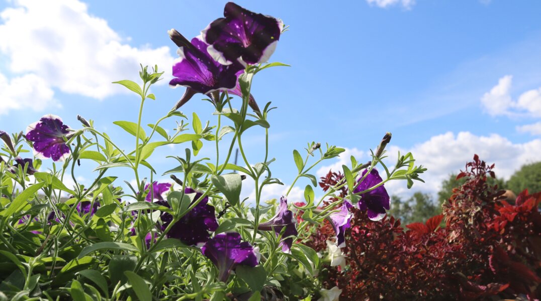 В Пермском крае появится двухэтажная оранжерея