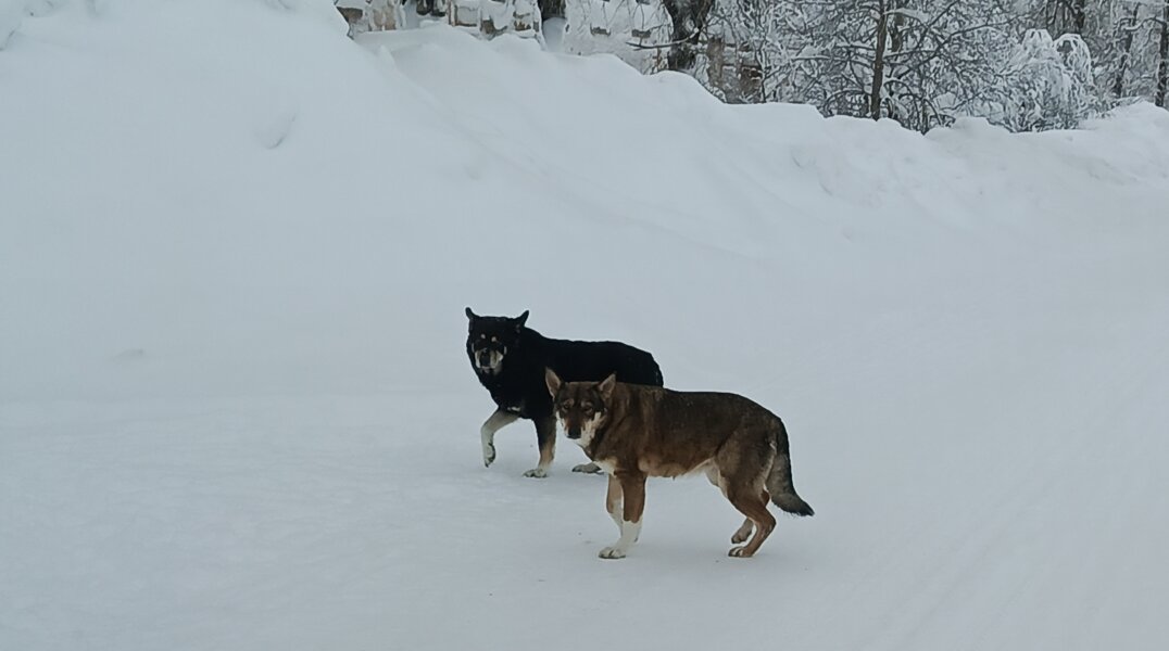 В деревне Очерского округа на девочек-подростков напала стая собак