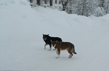 В Чайковском возбудили уголовное дело после нападения собак на ребенка