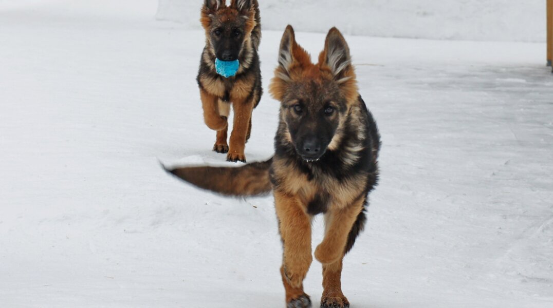 Шесть пермских щенков будут служить в управлении ФСИН Оренбургской области