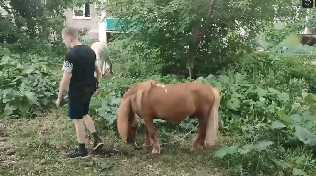 В центре Перми местные жители пасли табун лошадей