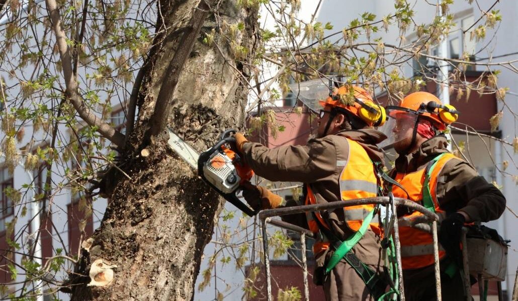 В Перми начали убирать опасные для жителей ветки деревьев