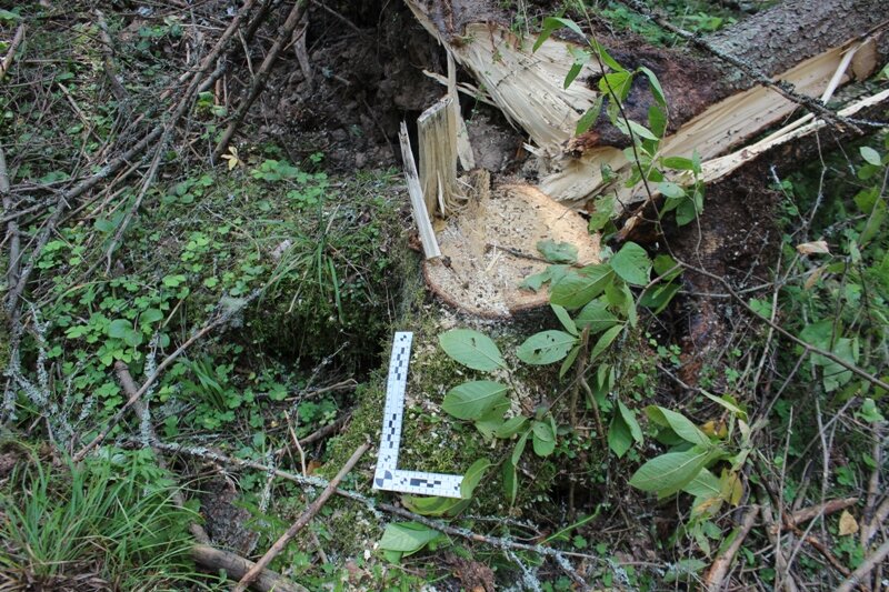 Пермяк вырубил деревья на 200 тысяч рублей